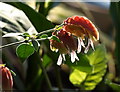 Shrimp plant, Palm House, Torquay