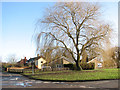 Willow tree by the junction of Vicarage Road and School Road