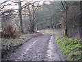 Bridleway alongside the Fir Plantation towards Redford House