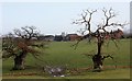 Old oak trees near Home Farm