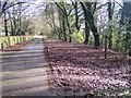 Footpath junction on The Avenue in Hill Park