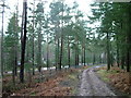 Forest track and fence outside Center Parcs