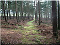 NY5626 : Woodland path, Leacet Hill by David Brown