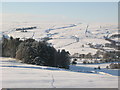 Snowy pastures and woodland south of Studdon Park