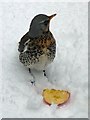 Winter visitor: Fieldfare