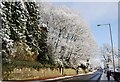 Wintery trees by Calverley Rd