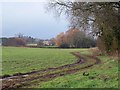 Trees and field near Daws Lane