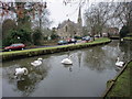 Swans on New River Loop, Enfield