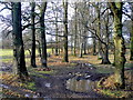 Oak and beech woodland