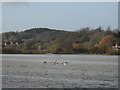 Geese in flight from flood plain