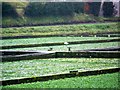 Watercress beds, Broad Chalke