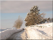 NY8453 : The minor road between Allendale and Sinderhope in the snow (4) by Mike Quinn