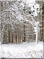 Footpath to Studdon Dene in the snow