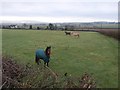 Field, Higher Bickley