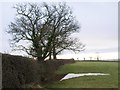 Field boundary and puddle, Higher Bickley