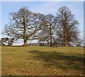 Trees off Woodloes Lane, Warwick