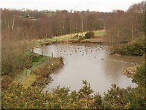 ST1715 : Pond, Ringdown Common by Derek Harper