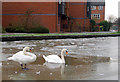 Swans on the frozen Grand Union Canal