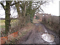 Green lane from Stareton nears Furzen Hill Cottages