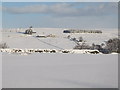 Snowy pastures near Lonkley Head (2)