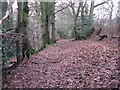 Sussex Border Path south to Dickhurst Great Copse