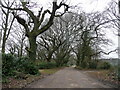 Oak-lined lane