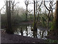 Pool in woodland beside the Nant Fawr, Cardiff