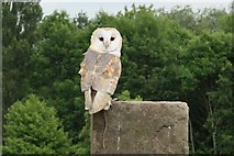 SO7023 : Barn Owl by Richard Croft