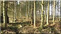 Strip wood, Brockholes