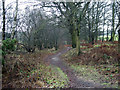 Wet & muddy footpath