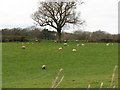 Lambs near Northchapel