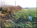 Hedge near Wells