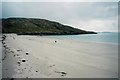 NF7810 : Lone dog on the beach on Eriskay by Richard Law