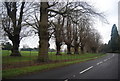 Trees in Penshurst Park by the B2176