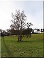 Small clump of trees, approaching Croydon Hall