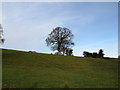 Tree on the horizon