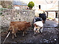 Cattle, Slowley Farm