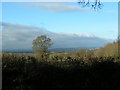 Trees and Fields near Tipton Cross