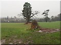 Field boundary on Foxdown Hill