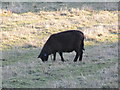 Black Sheep, Washford