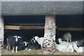 Goats, Bossington