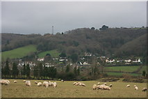 SS8847 : Sheep grazing near Porlock by N Chadwick