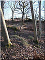 Woods above Glen  Farg