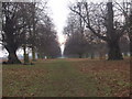 Chestnut Avenue, Bushy Park