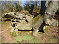 Tree Roots, The Tarn