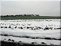 Looking W from Ivy Cottage Hill to Wayborough Hill