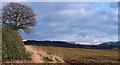 Winter field, distant snow