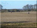 Walking the bridleway near Quenington