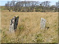 Standing stones in boggy ground east of Clebrig Farm, Altnaharra.