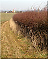 Hedgerow looking North